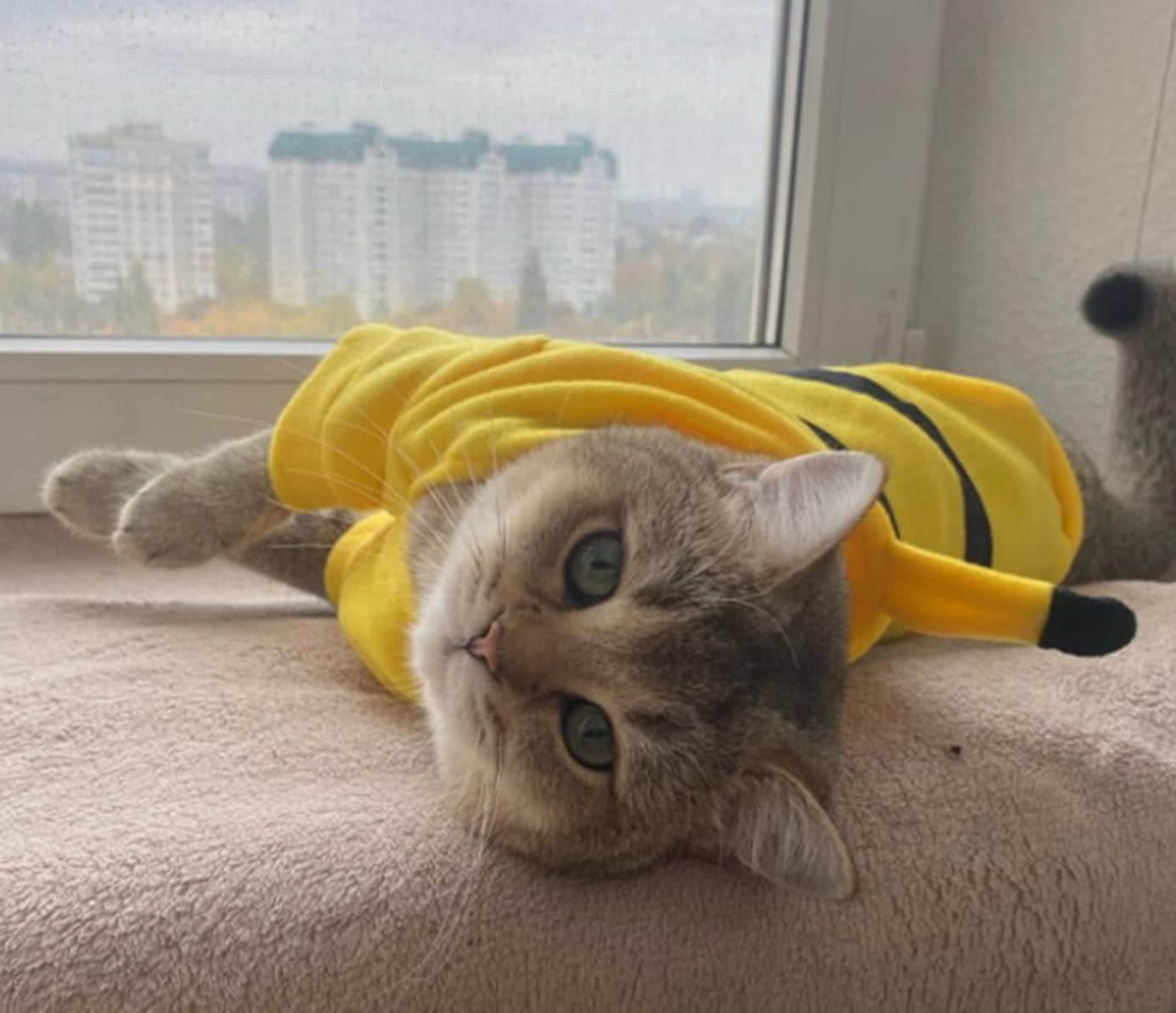 PIKACHU Dog Cat Outfit | PUPPY DOG or Cat Pokemon Pikachu Costume | Adorable!